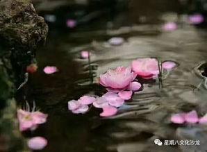 红尘中的净土视频,探寻心灵栖息的宁静之地