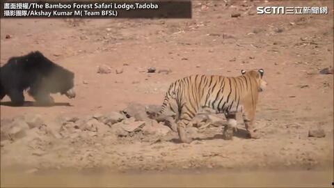 老虎和熊打架视频,老虎与熊激战正酣