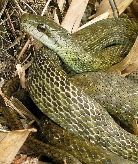 日本日本蛇吞尾,蛇吞尾之谜——探寻古老传说中的神秘象征