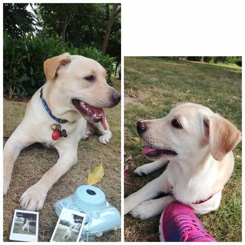 拉不拉多视频,探寻神秘犬种的历史与魅力