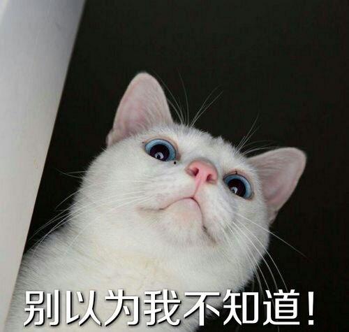 娱乐吃瓜酱神仙猫,揭秘娱乐圈背后的神秘故事